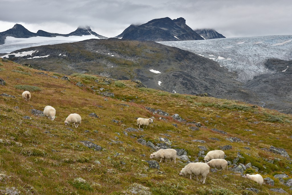 Skandinávie - ledovec Smørstabbtindan, Jotunheimen, R.55 
