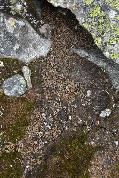 Skandinávie - samé bobky, Jotunheimen 