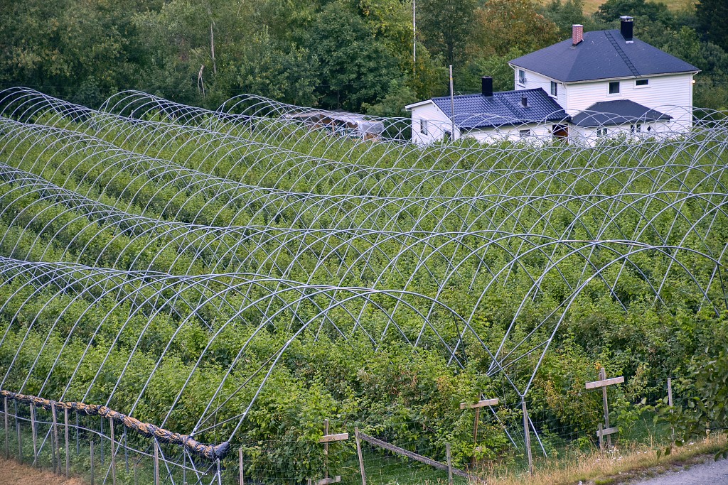 Skandinávie - ovocné sady, Fresvik, Sognefjord 
