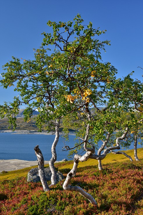 Skandinávie - Hardangervidda u přehr. Sysenvatnet 
