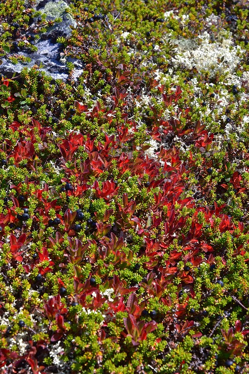 Skandinávie - barvící se tundra, Hardangervidda 