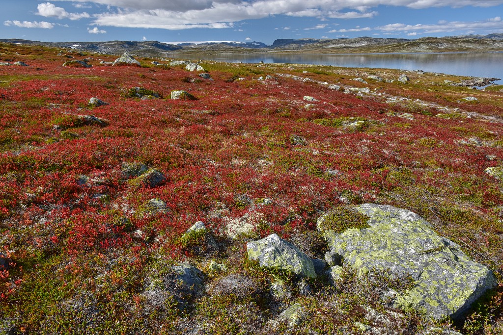 Skandinávie - podzimní tundra, Hardangervidda 