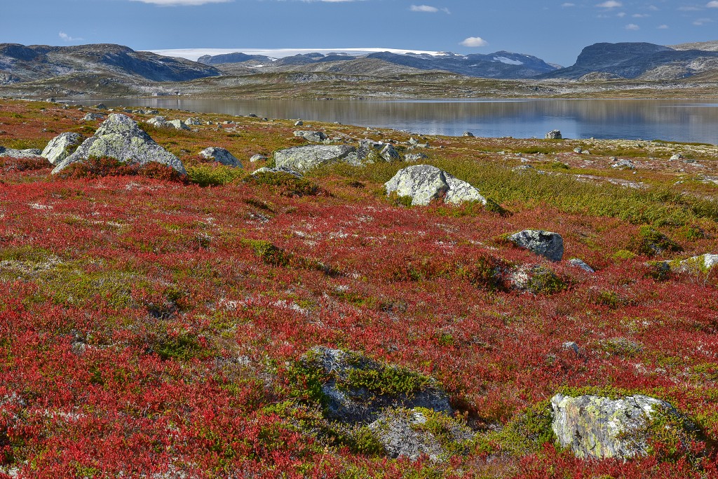 Skandinávie - podzimní tundra, Hardangervidda 