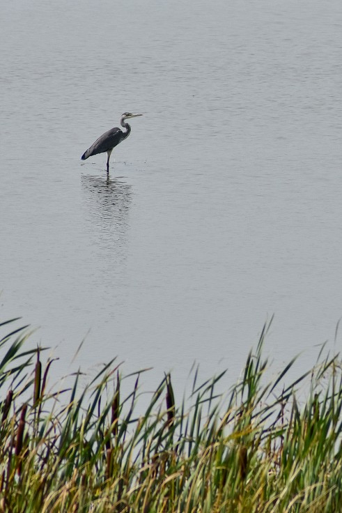 Ptačí jezero Tåkern, u Vadsteny
