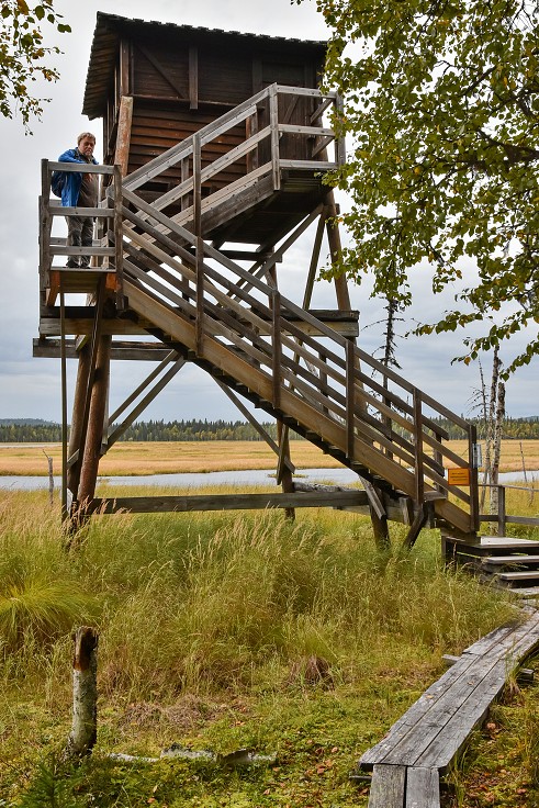 Rez. Lamburträsket, vých. od Arvidsjauru