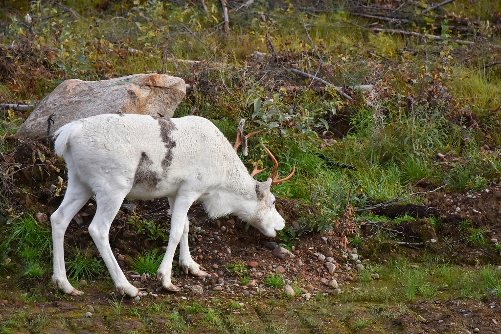 Pustiny mezi městy Jokkmokk a Pajala