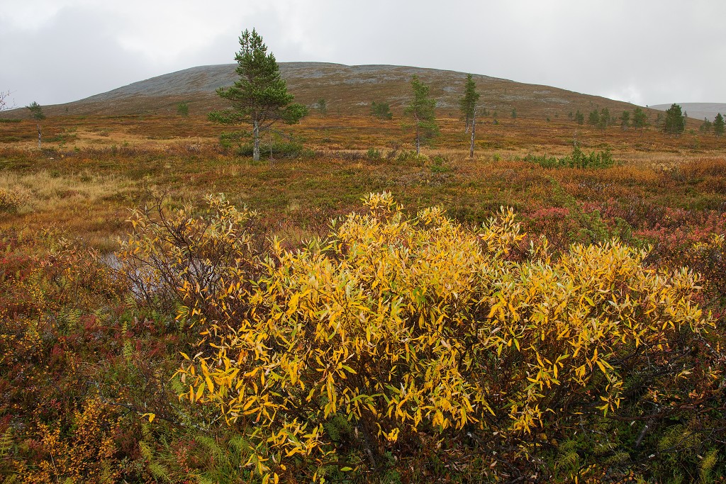 Túra na Palkaskero, n.p. Pallas-Yllästunturi