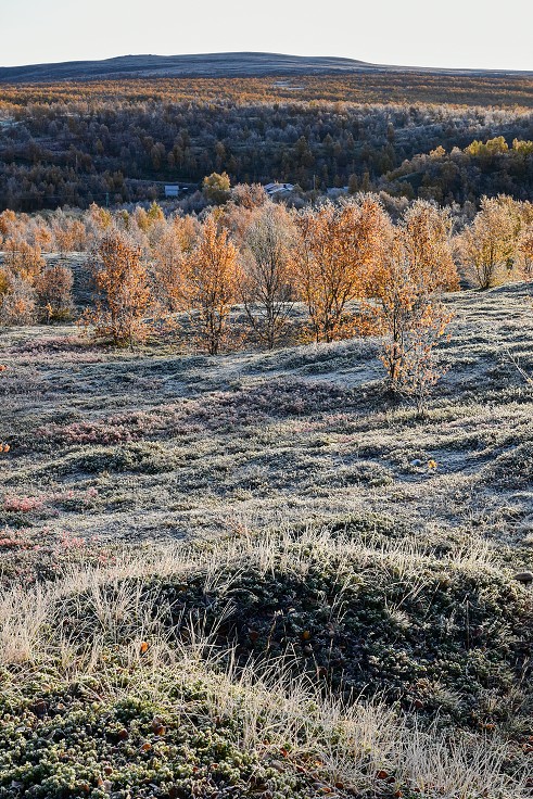 Mrazivé ráno,  Ávži, u Kautokeina, Norsko
