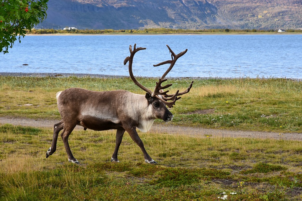 Sob, Lakselv, Porsangerfjord