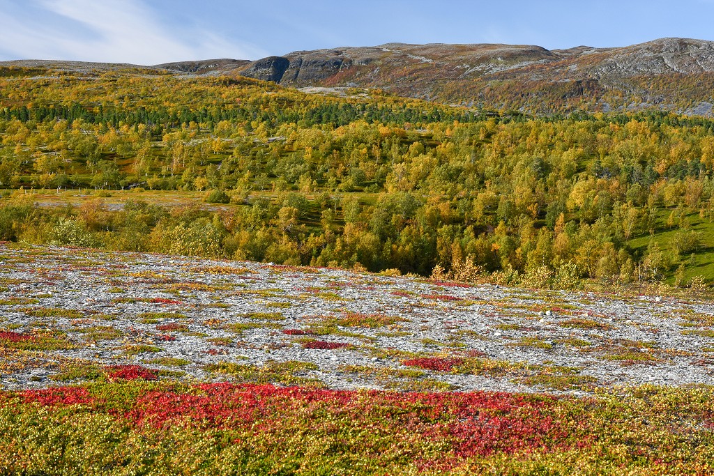 N.p. Stabbursdalen