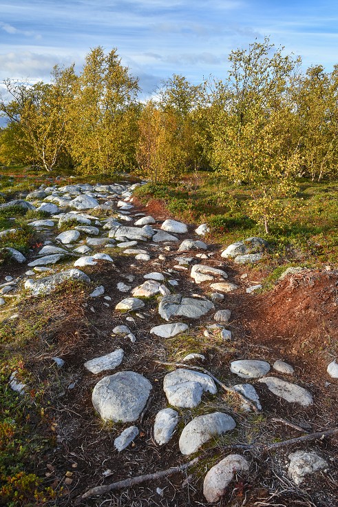 N.p. Stabbursdalen