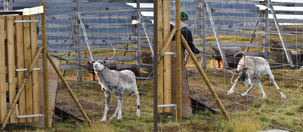Nakládání sobů, Hammerfest