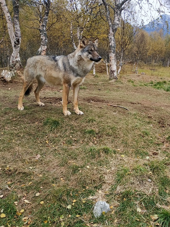 Polar ZOO, u Fossbakenu