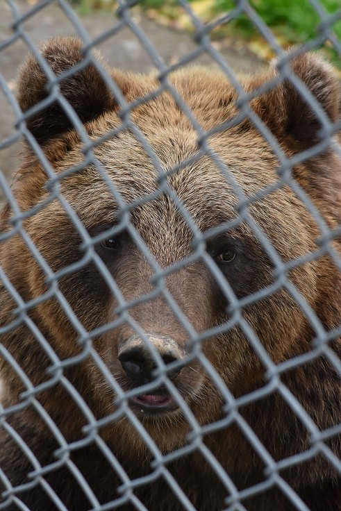 Polar ZOO, u Fossbakenu