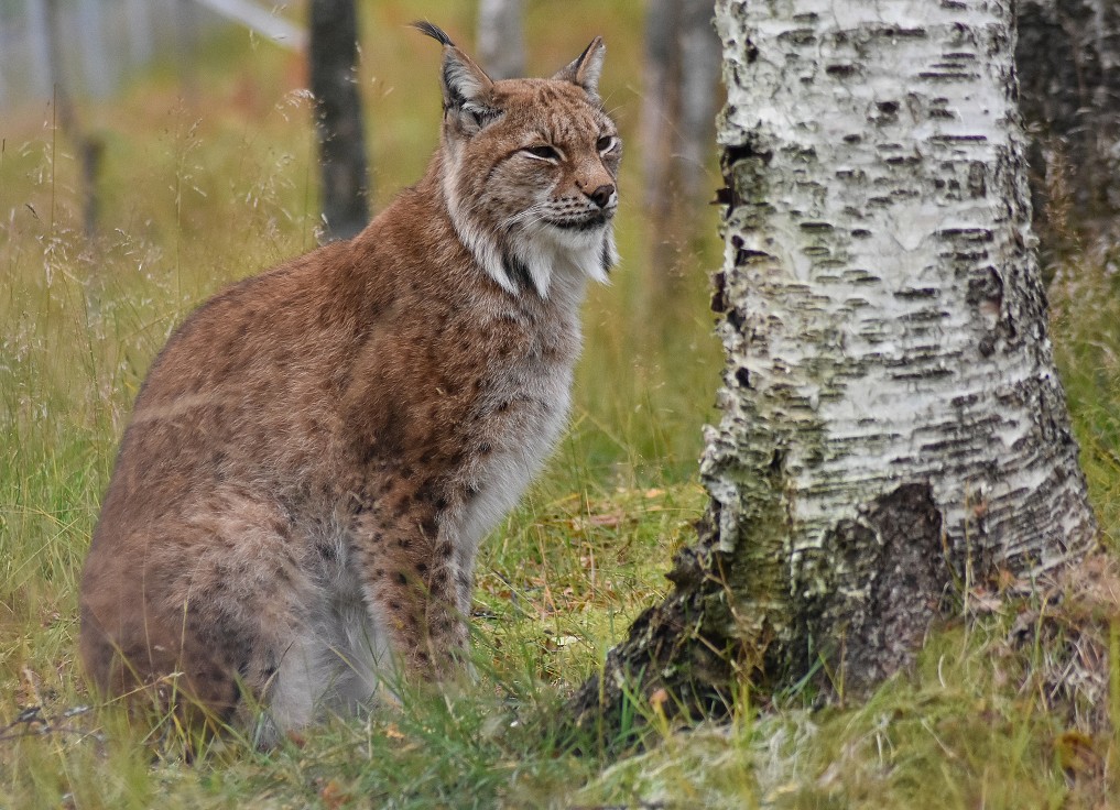 Rys, Polar ZOO, u Fossbakenu