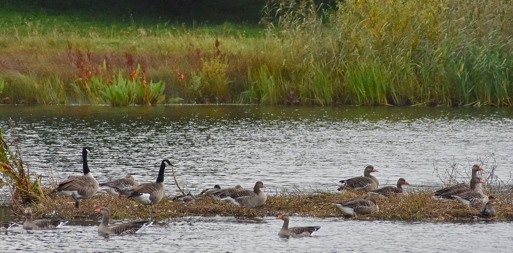 Ptačí jezero Hornborgasjön