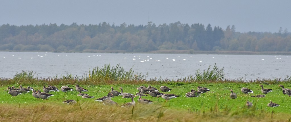 Ptačí jezero Hornborgasjön