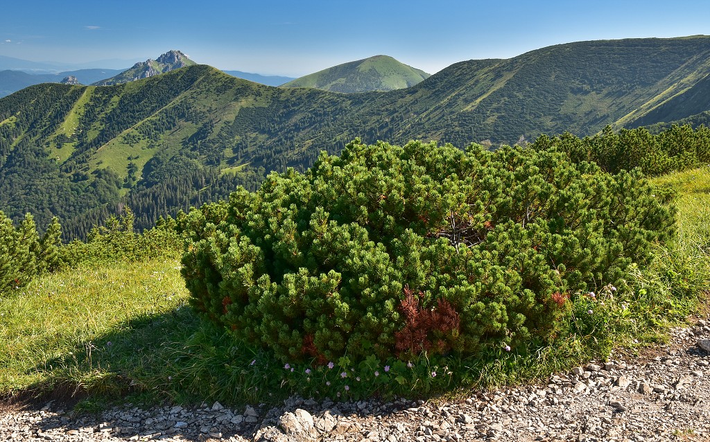 Slovensko - Malá Fatra - hřeben ze Snilovského sedla na východ