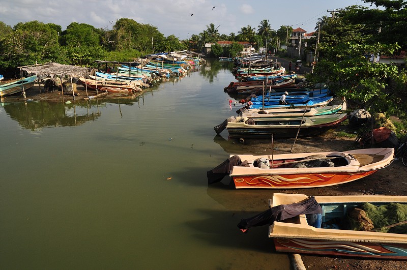 Srí Lanka 2015 - Negombo 