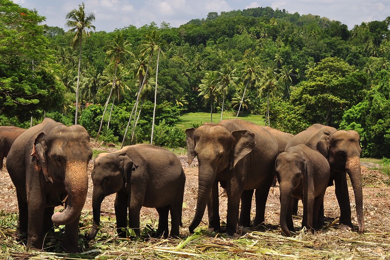 Srí Lanka 2015 - sloni - Pinnewala 