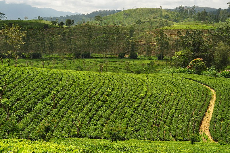 Srí Lanka 2015 - čajové plantáže Mayfield Estate, u Hattonu 
