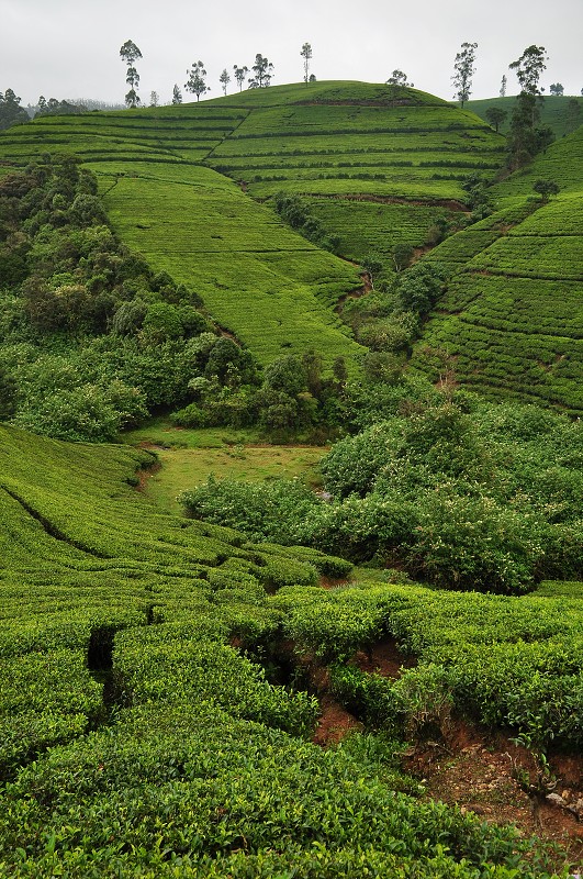 Srí Lanka 2015 - čaj. plantáže Mackwoods mezi Nuwarou a Kandy 