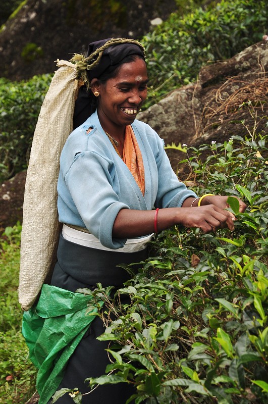 Srí Lanka 2015 - čaj. plantáže Mackwoods mezi Nuwarou a Kandy 