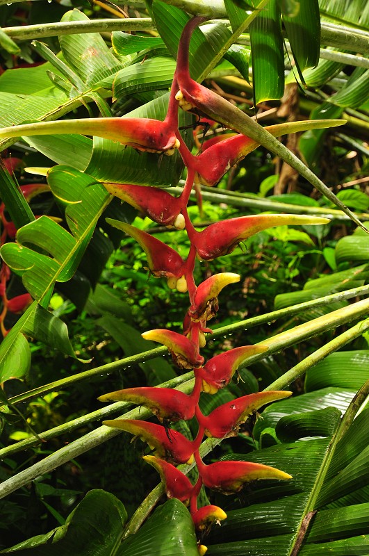 Srí Lanka 2015 - Peradeniya Botanical Garden, Kandy 