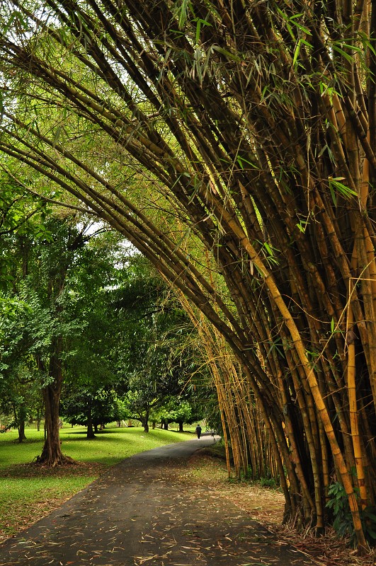 Srí Lanka 2015 - Peradeniya Botanical Garden, Kandy 
