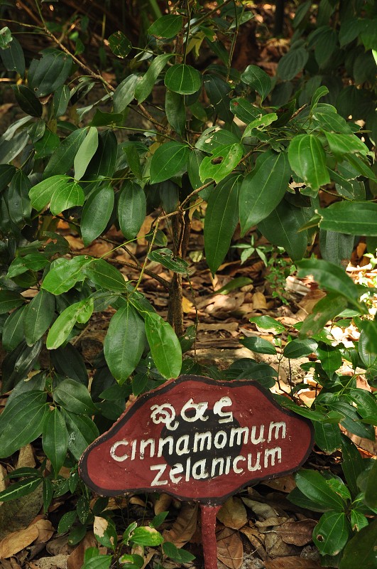 Srí Lanka 2015 - zahrada koření u Matale 