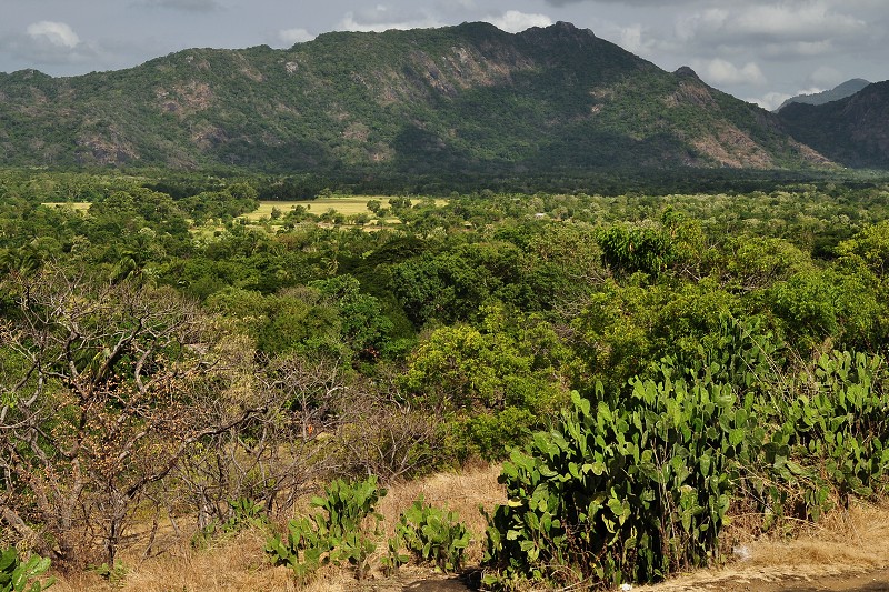 Srí Lanka 2015 - okolí Dambully 