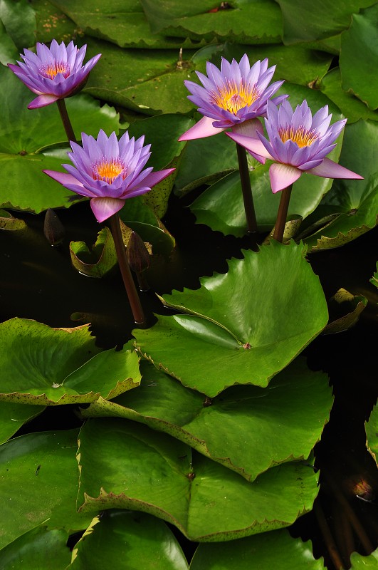 Srí Lanka 2015 - lotos 