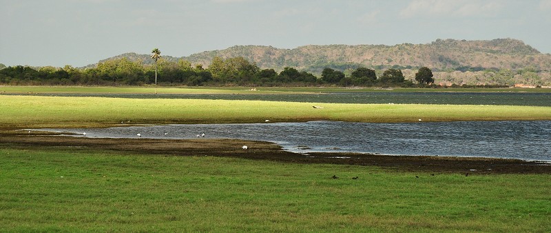 Srí Lanka 2015 - n.p. Minneriya 