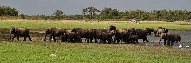Srí Lanka 2015 - divocí sloni v n.p. Minneriya 