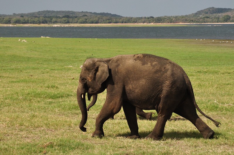 Srí Lanka 2015 - divocí sloni v n.p. Minneriya 