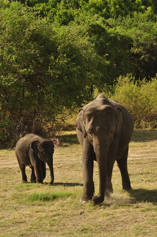 Srí Lanka 2015 - divocí sloni v n.p. Minneriya 