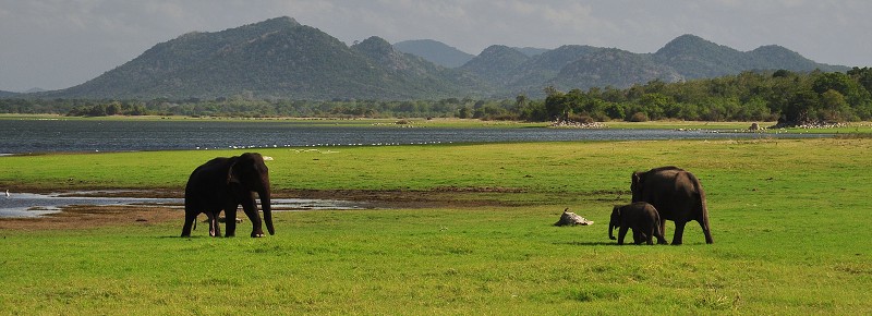 Srí Lanka 2015 - divocí sloni v n.p. Minneriya 