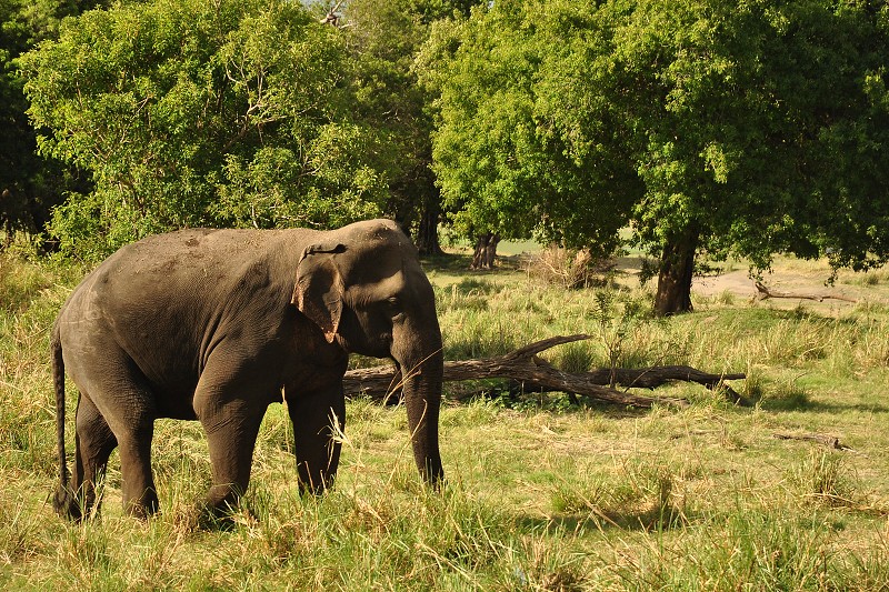 Srí Lanka 2015 - divocí sloni v n.p. Minneriya 