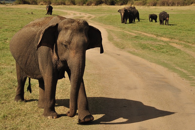 Srí Lanka 2015 - divocí sloni v n.p. Minneriya 