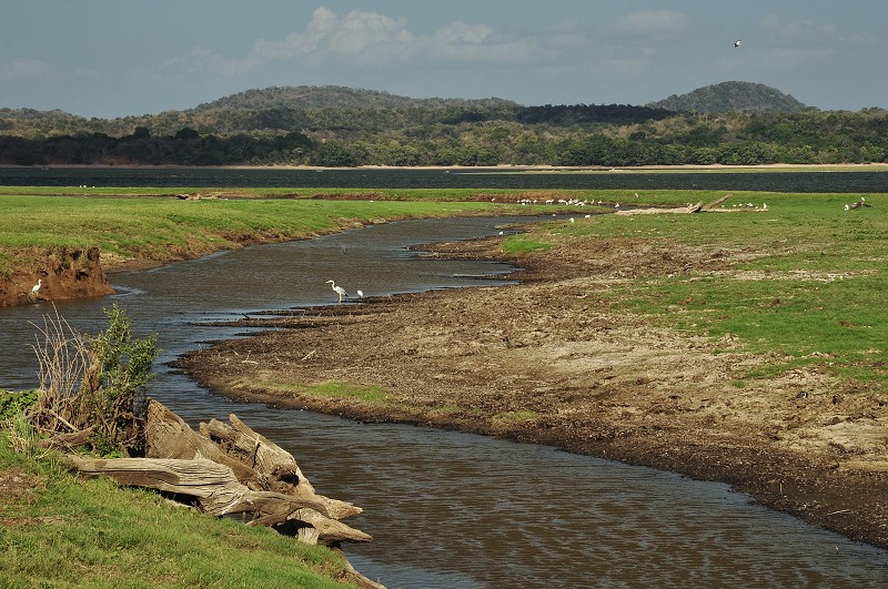 Srí Lanka 2015 - v n.p. Minneriya 