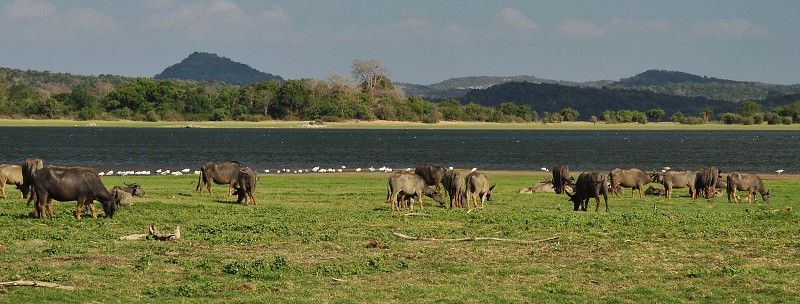 Srí Lanka 2015 - vodní buvoli v n.p. Minneriya 