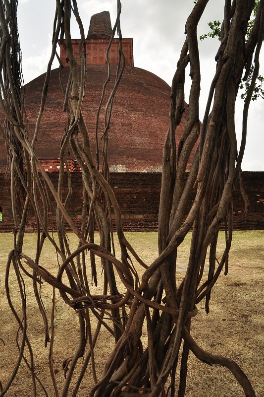 Srí Lanka 2015 - vzdušné kořeny, Anurádhapura 