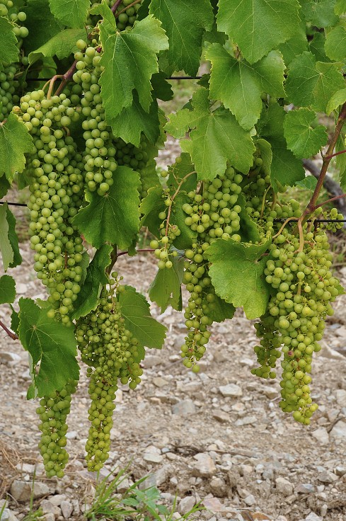 Východní Evropa  - Malá Trňa, Tokajská vinař. oblast, Slovensko 