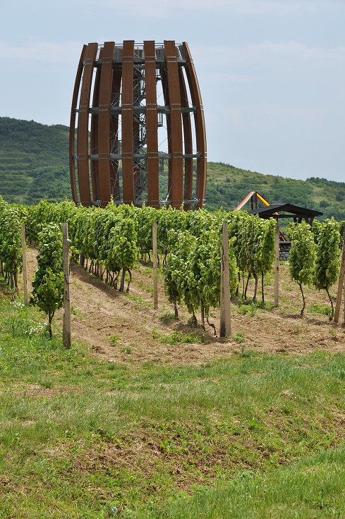 Východní Evropa  - Malá Trňa, Tokajská vinař. oblast, Slovensko 