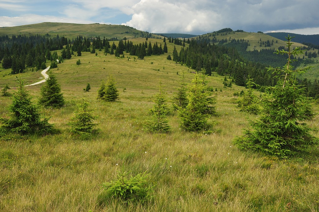 Východní Evropa  - poh. Maramureš v okolí sedla Prislop, Rumunsko 