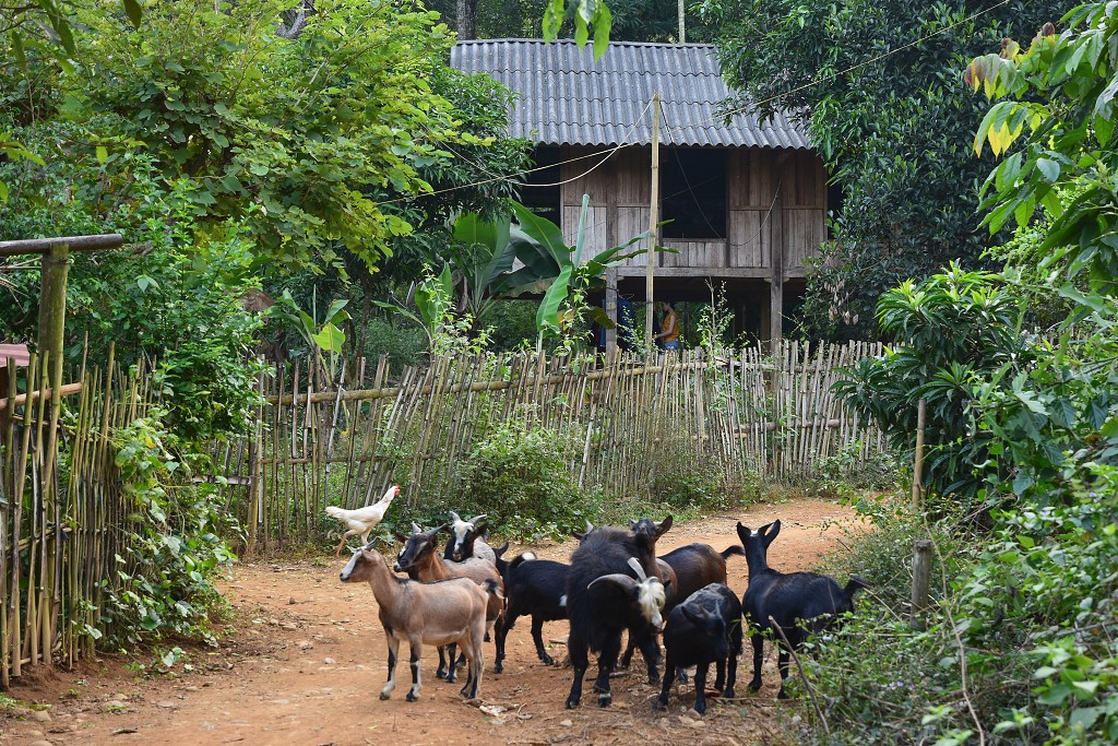Vietnam - minorita Thai, vesnice Son A u Nghia Lo