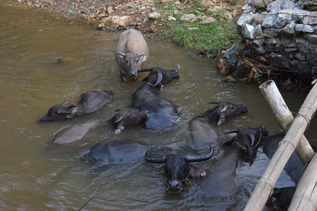 Vietnam - vesnice Son A u Nghia Lo