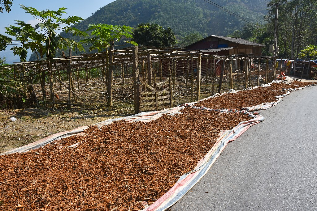 Vietnam - sušení skořice, na motorce z Nghia Lo k  Mu Cang Chai