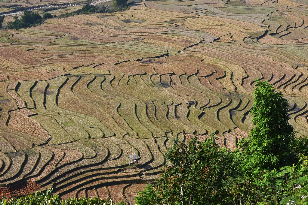 Vietnam - rýžová pole u Tú Le, sz. od Nghia Lo