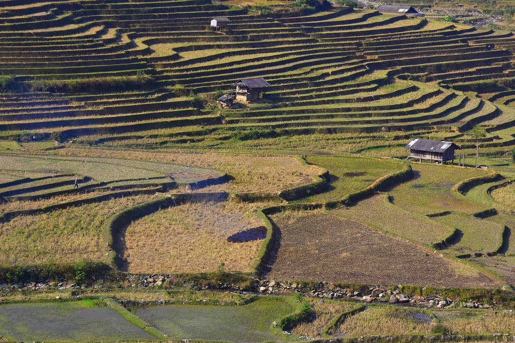 Vietnam - rýžová pole u Tú Le, sz. od Nghia Lo